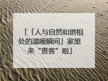 「人与自然和谐相处的温暖瞬间」家里来“贵客”啦