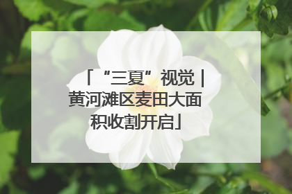 “三夏”视觉｜黄河滩区麦田大面积收割开启