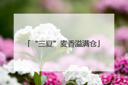 “三夏”麦香溢满仓
