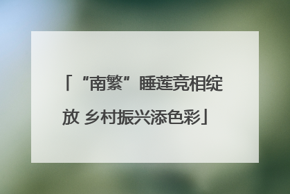 “南繁”睡莲竞相绽放 乡村振兴添色彩