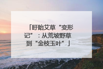 盱眙艾草“变形记”：从荒坡野草到“金枝玉叶”