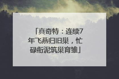 真奇特：连续7年飞燕归旧巢，忙碌衔泥筑巢育雏