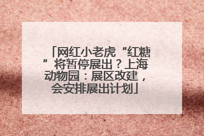 网红小老虎“红糖”将暂停展出？上海动物园：展区改建，会安排展出计划