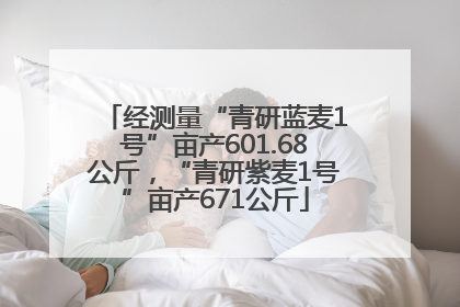 经测量“青研蓝麦1号”亩产601.68公斤，“青研紫麦1号”亩产671公斤