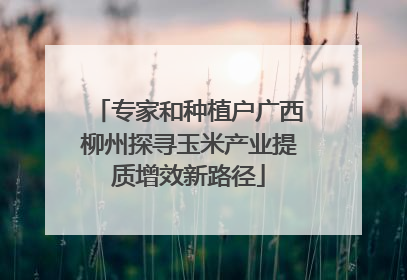 专家和种植户广西柳州探寻玉米产业提质增效新路径