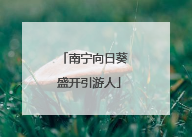 南宁向日葵盛开引游人