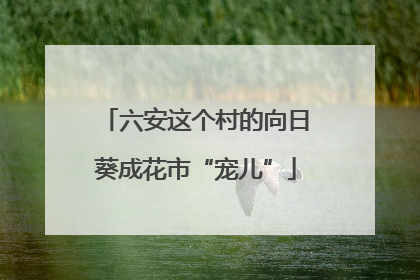 六安这个村的向日葵成花市“宠儿”
