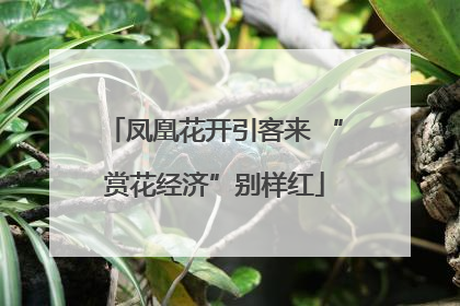 凤凰花开引客来 “赏花经济”别样红
