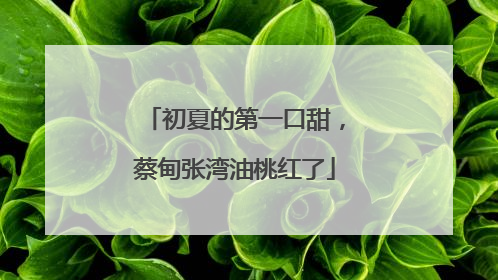 初夏的第一口甜，蔡甸张湾油桃红了