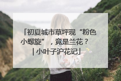 初夏城市草坪现“粉色小螺旋”，竟是兰花？ | 小叶子沪花记