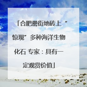 合肥罍街地砖上“惊现”多种海洋生物化石 专家：具有一定观赏价值