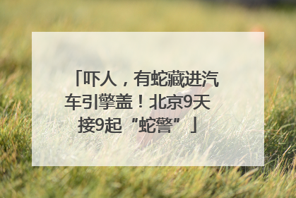吓人，有蛇藏进汽车引擎盖！北京9天接9起“蛇警”