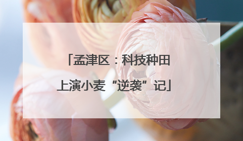 孟津区：科技种田 上演小麦“逆袭”记