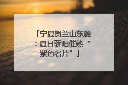 宁夏贺兰山东麓：夏日骄阳催熟“紫色名片”