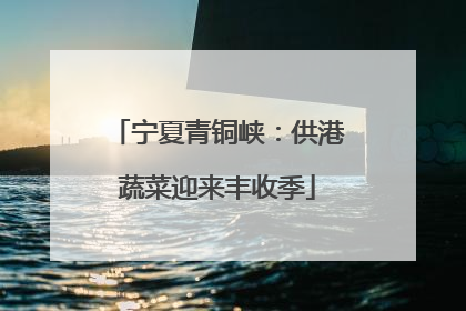 宁夏青铜峡：供港蔬菜迎来丰收季