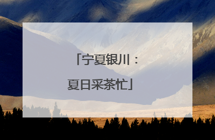 宁夏银川：夏日采茶忙