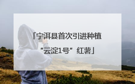 宁洱县首次引进种植“云淀1号”红薯