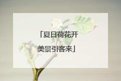 夏日荷花开 美景引客来