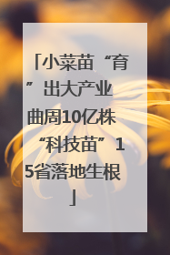 小菜苗“育”出大产业 曲周10亿株“科技苗”15省落地生根