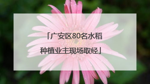 广安区80名水稻种植业主现场取经