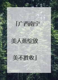 广西南宁美人蕉绽放美不胜收