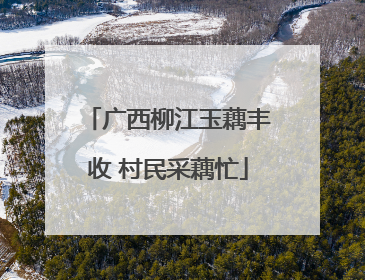 广西柳江玉藕丰收 村民采藕忙