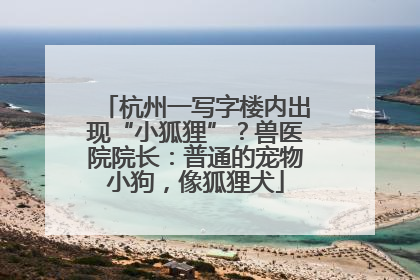 杭州一写字楼内出现“小狐狸”？兽医院院长：普通的宠物小狗，像狐狸犬