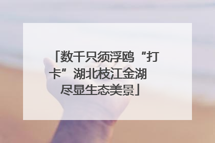 数千只须浮鸥“打卡”湖北枝江金湖 尽显生态美景