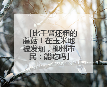 比手臂还粗的蘑菇！在玉米地被发现，柳州市民：能吃吗