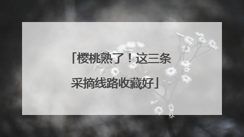 樱桃熟了！这三条采摘线路收藏好