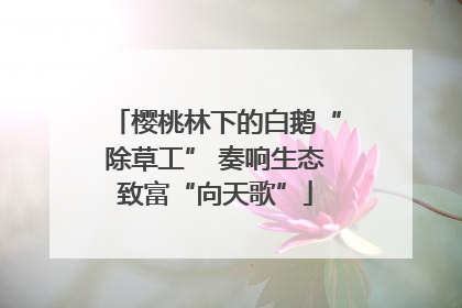 樱桃林下的白鹅“除草工” 奏响生态致富“向天歌”