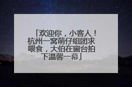 欢迎你，小客人！杭州一窝萌仔组团求喂食，大伯在窗台拍下温馨一幕