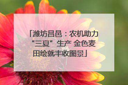 潍坊昌邑：农机助力“三夏”生产 金色麦田绘就丰收图景