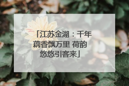 江苏金湖：千年藕香飘万里 荷韵悠悠引客来