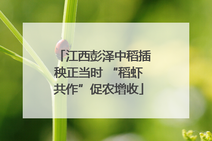 江西彭泽中稻插秧正当时 “稻虾共作”促农增收