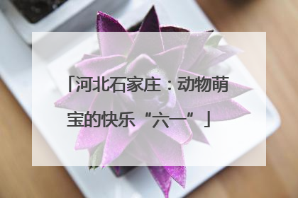 河北石家庄：动物萌宝的快乐“六一”