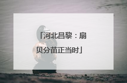 河北昌黎：扇贝分苗正当时