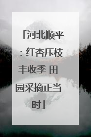 河北顺平：红杏压枝丰收季 田园采摘正当时
