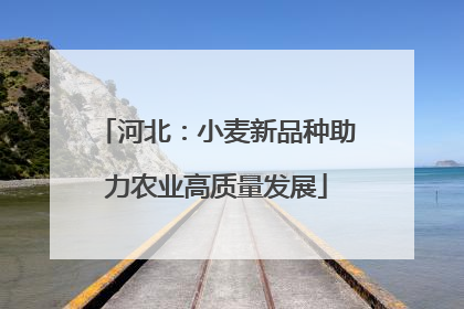 河北：小麦新品种助力农业高质量发展