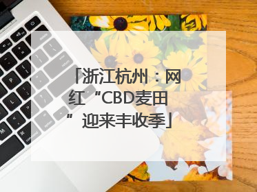 浙江杭州：网红“CBD麦田”迎来丰收季