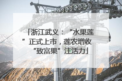 浙江武义：“水果莲”正式上市，莲农增收“致富果”注活力