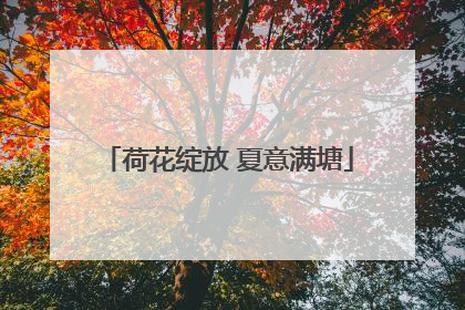 荷花绽放 夏意满塘