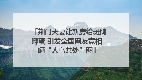 荆门夫妻让新房给斑鸠孵蛋 引发全国网友竞相晒“人鸟共处”图