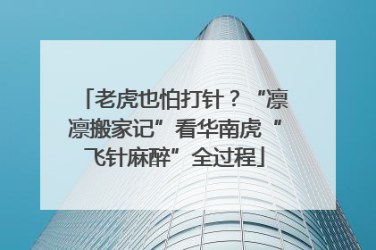 老虎也怕打针？“凛凛搬家记”看华南虎“飞针麻醉”全过程