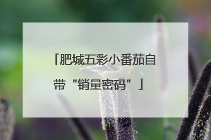 肥城五彩小番茄自带“销量密码”