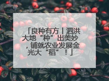 良种有方丨泗洪大地“种”出美妙，铺就农业发展金光大“稻”！