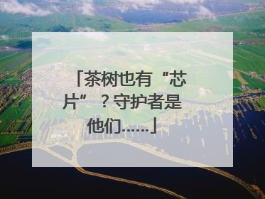 茶树也有“芯片”？守护者是他们……
