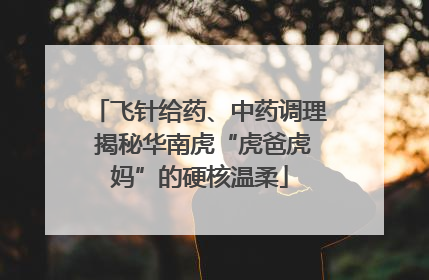 飞针给药、中药调理 揭秘华南虎“虎爸虎妈”的硬核温柔