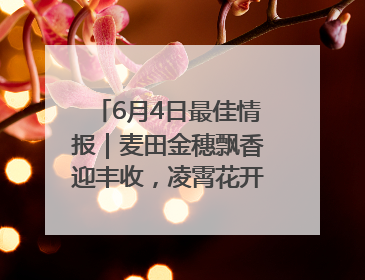 6月4日最佳情报｜麦田金穗飘香迎丰收，凌霄花开娇艳多姿！恭喜
